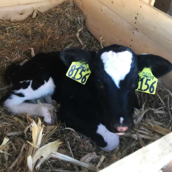 calf600x600